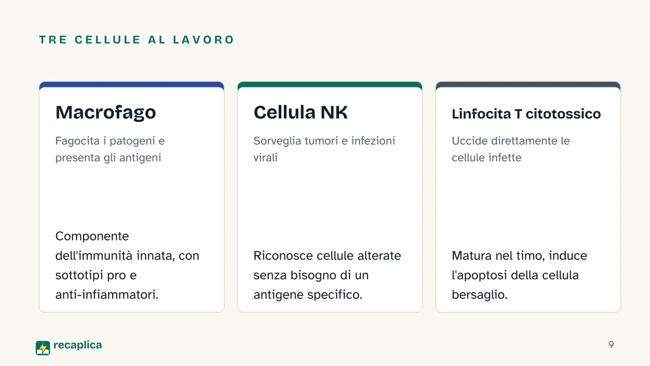 Slide 9 della presentazione su Sistema immunitario, come funziona: Tre cellule al lavoro: Macrofago, Cellula NK, Linfocita T citotossico