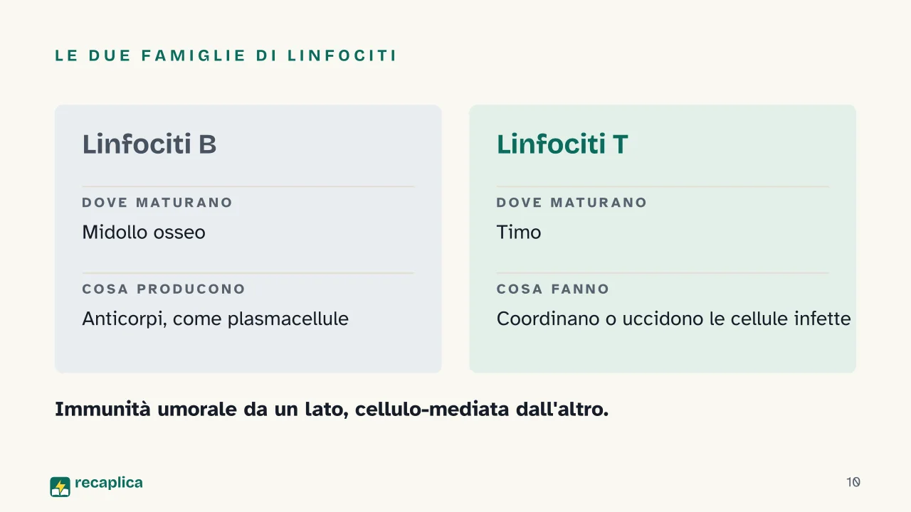 Slide 10 della presentazione su Sistema immunitario, come funziona: Le due famiglie di linfociti