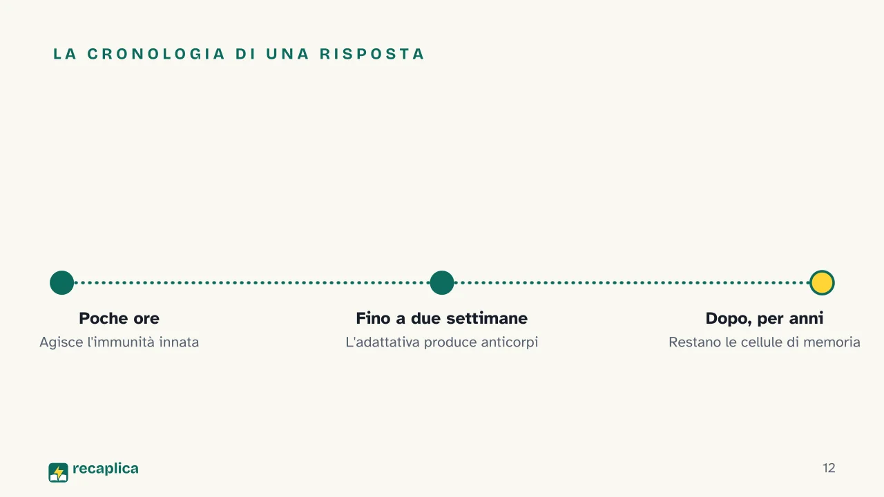 Slide 12 della presentazione su Sistema immunitario, come funziona: La cronologia di una risposta