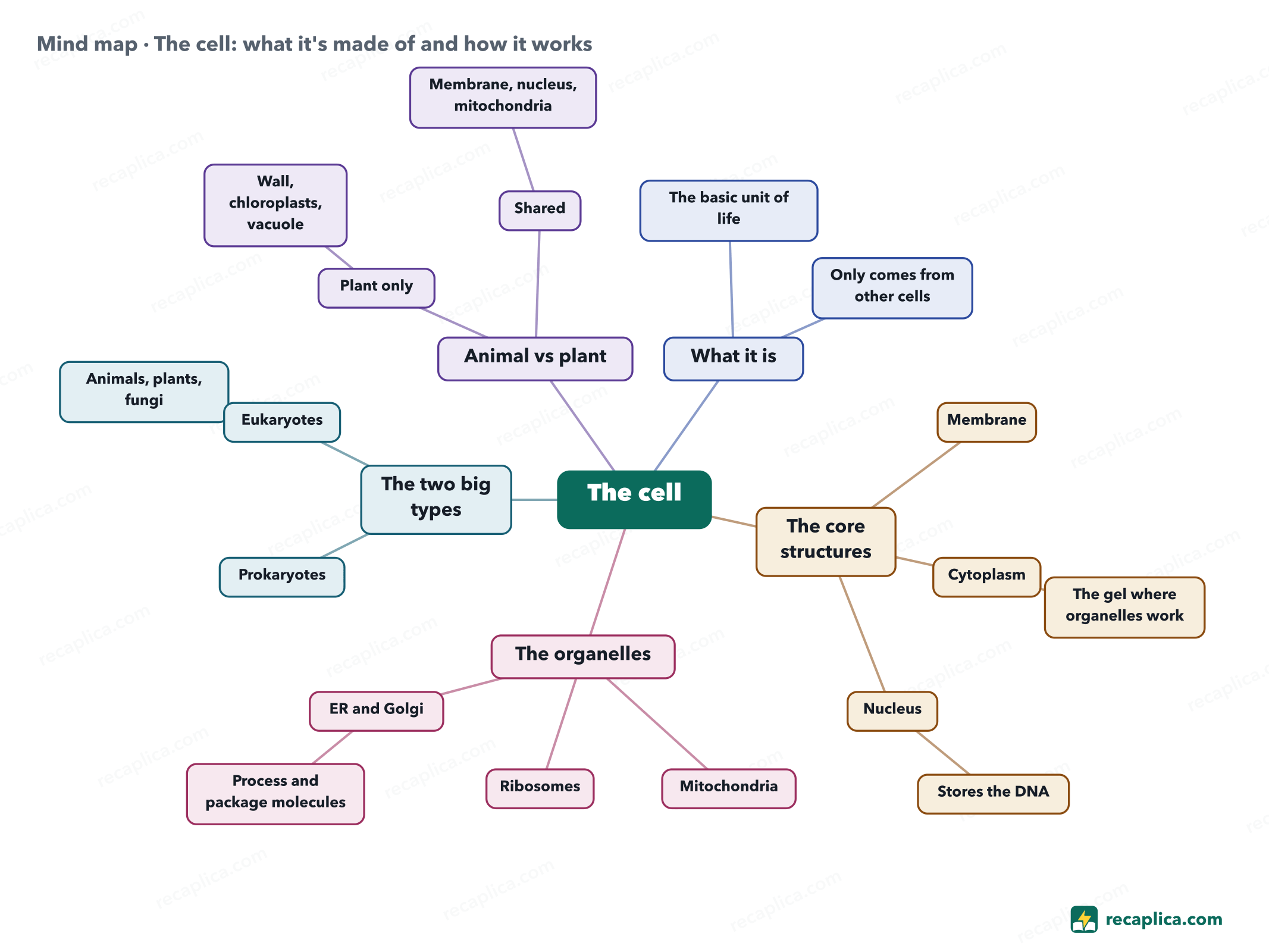 Mind map: The cell: what it's made of and how it works