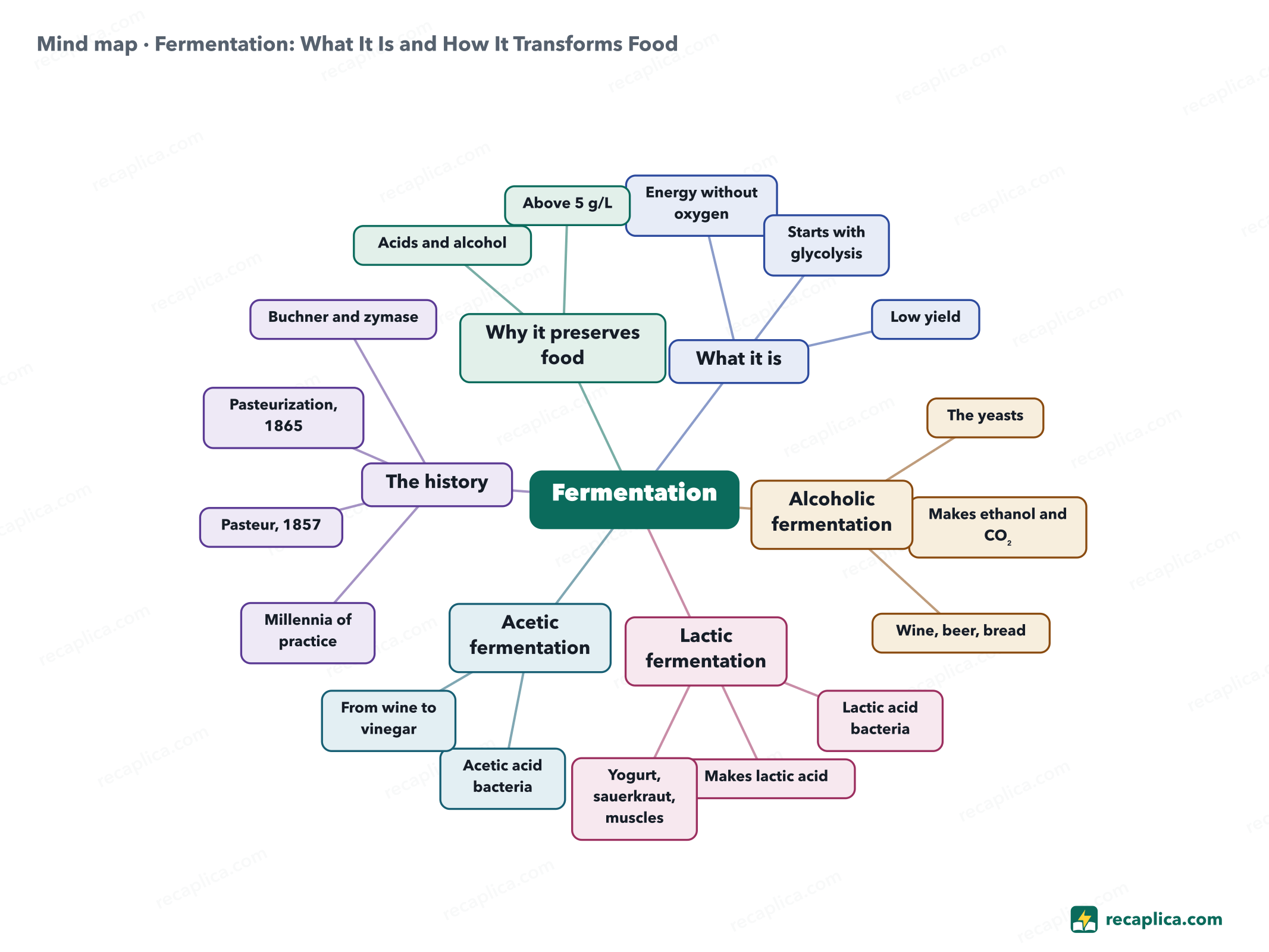 Mind map: Fermentation: What It Is and How It Transforms Food