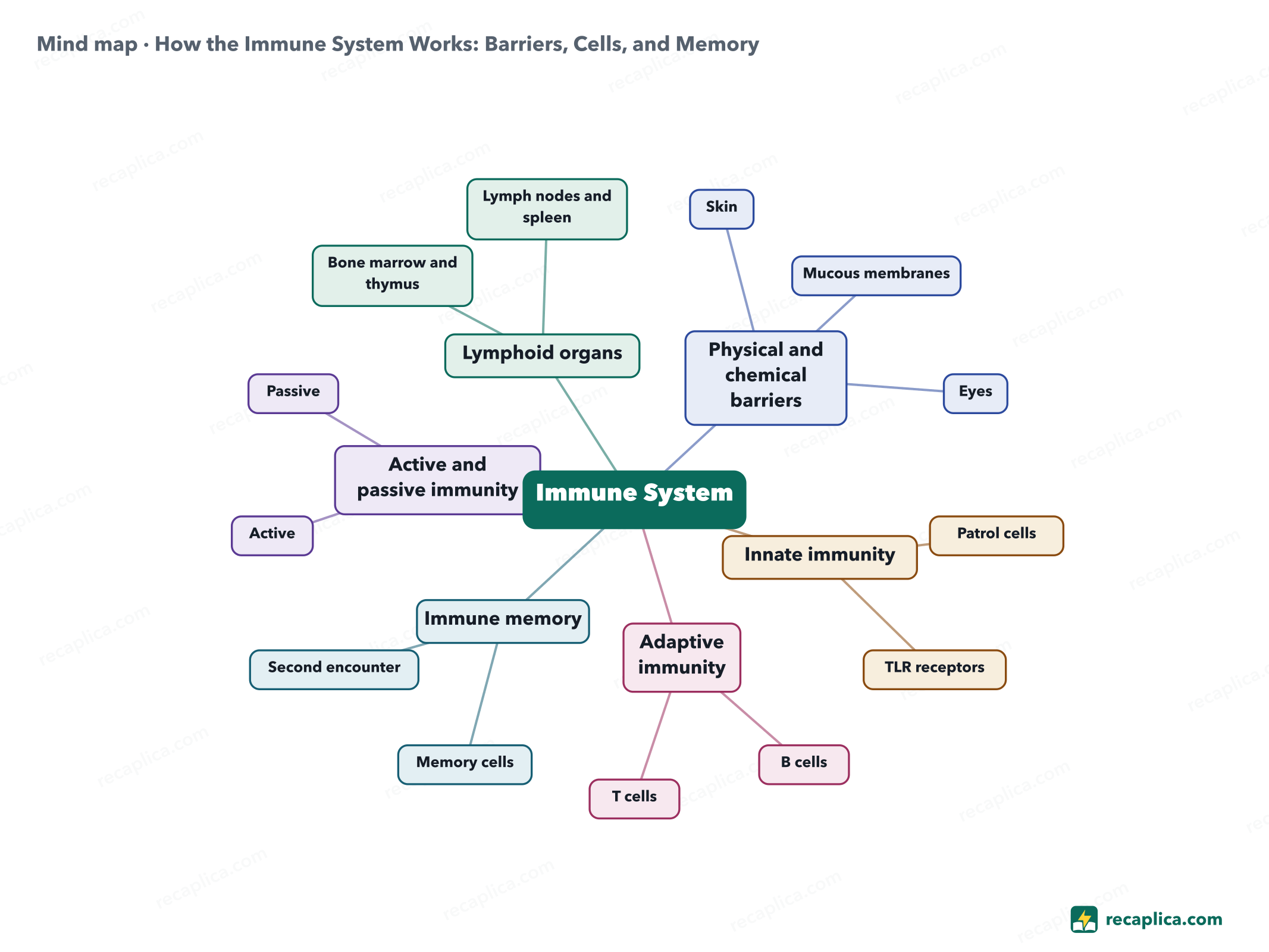 Mind map: How the Immune System Works: Barriers, Cells, and Memory