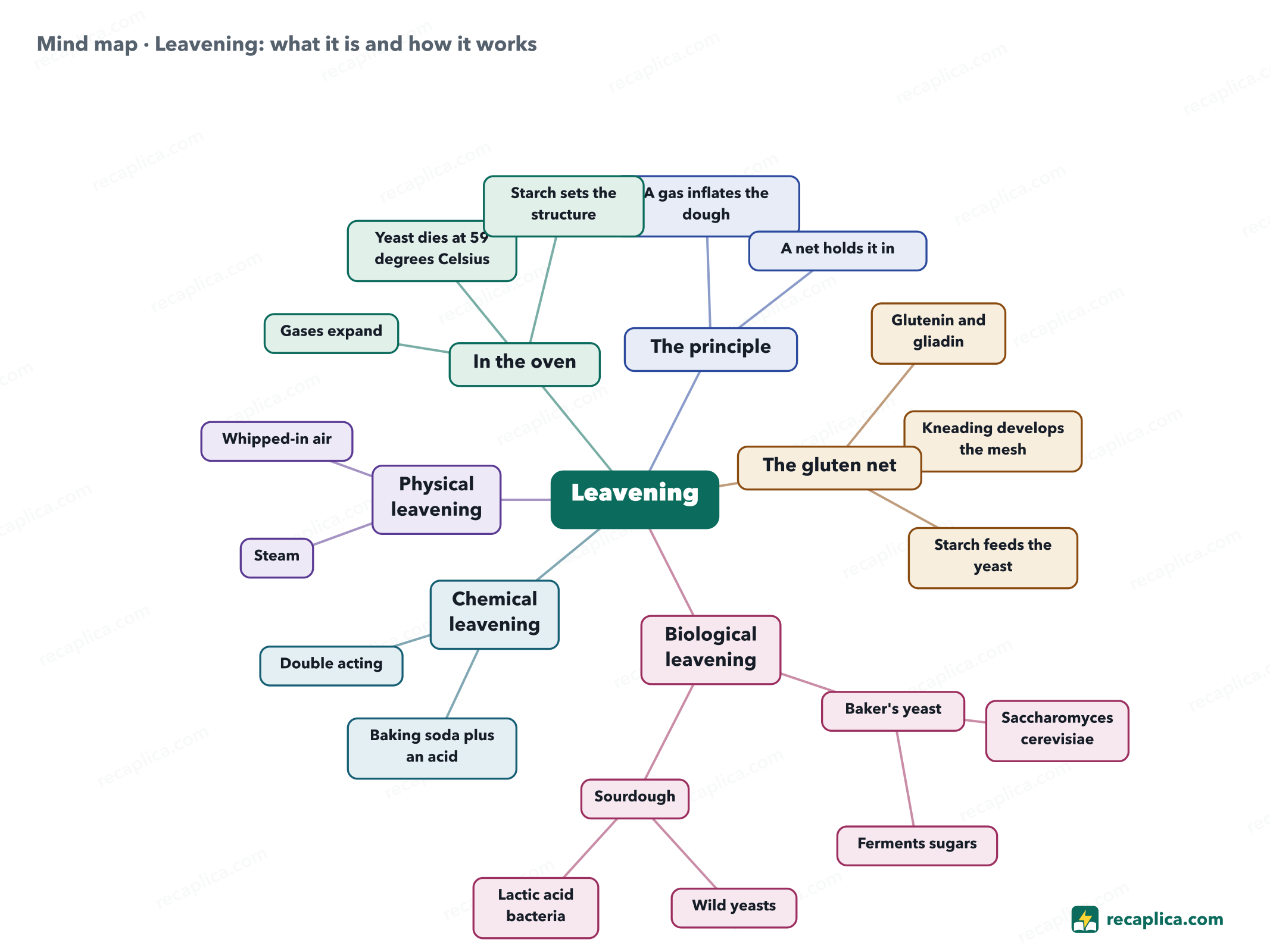 Mind map: Leavening: what it is and how it works