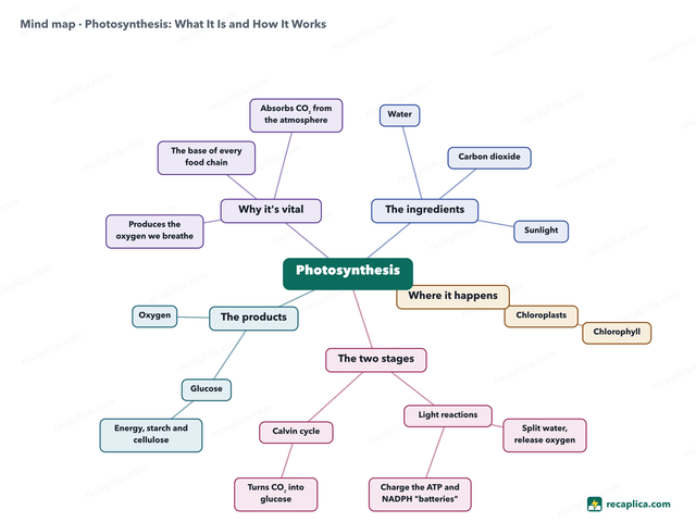 Mind map: Photosynthesis