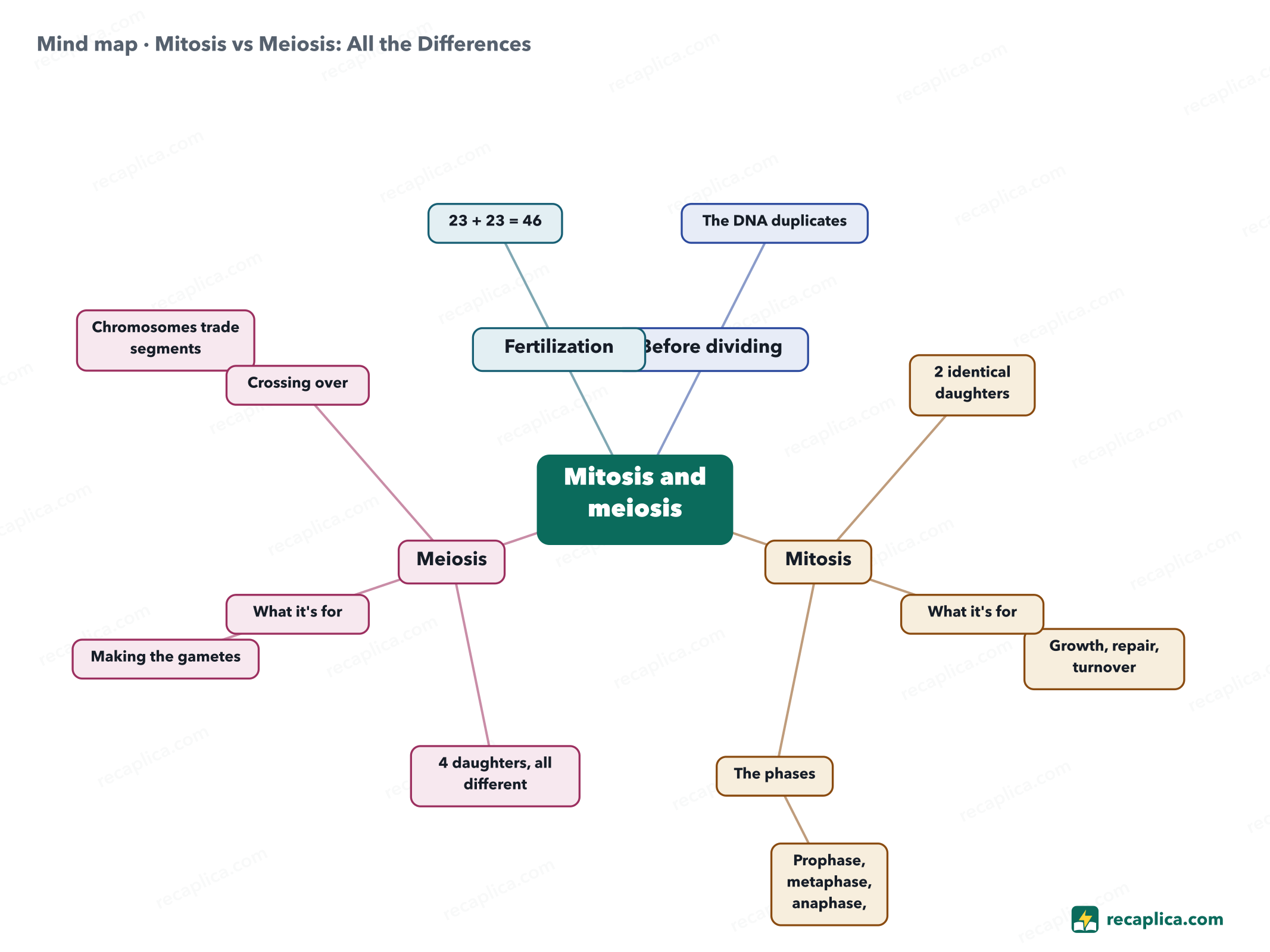 Mind map: Mitosis vs Meiosis: All the Differences