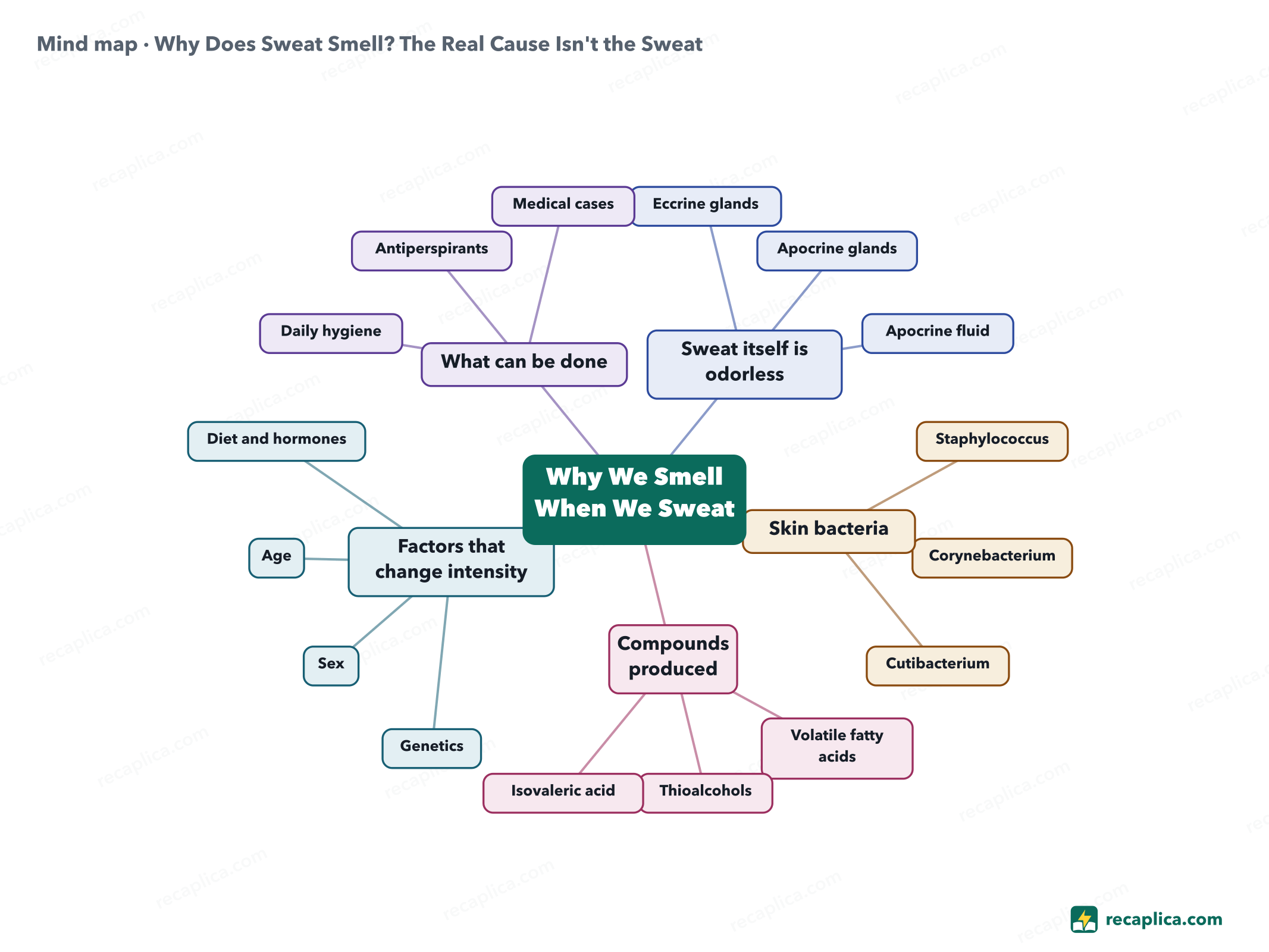 Mind map: Why Does Sweat Smell? The Real Cause Isn't the Sweat
