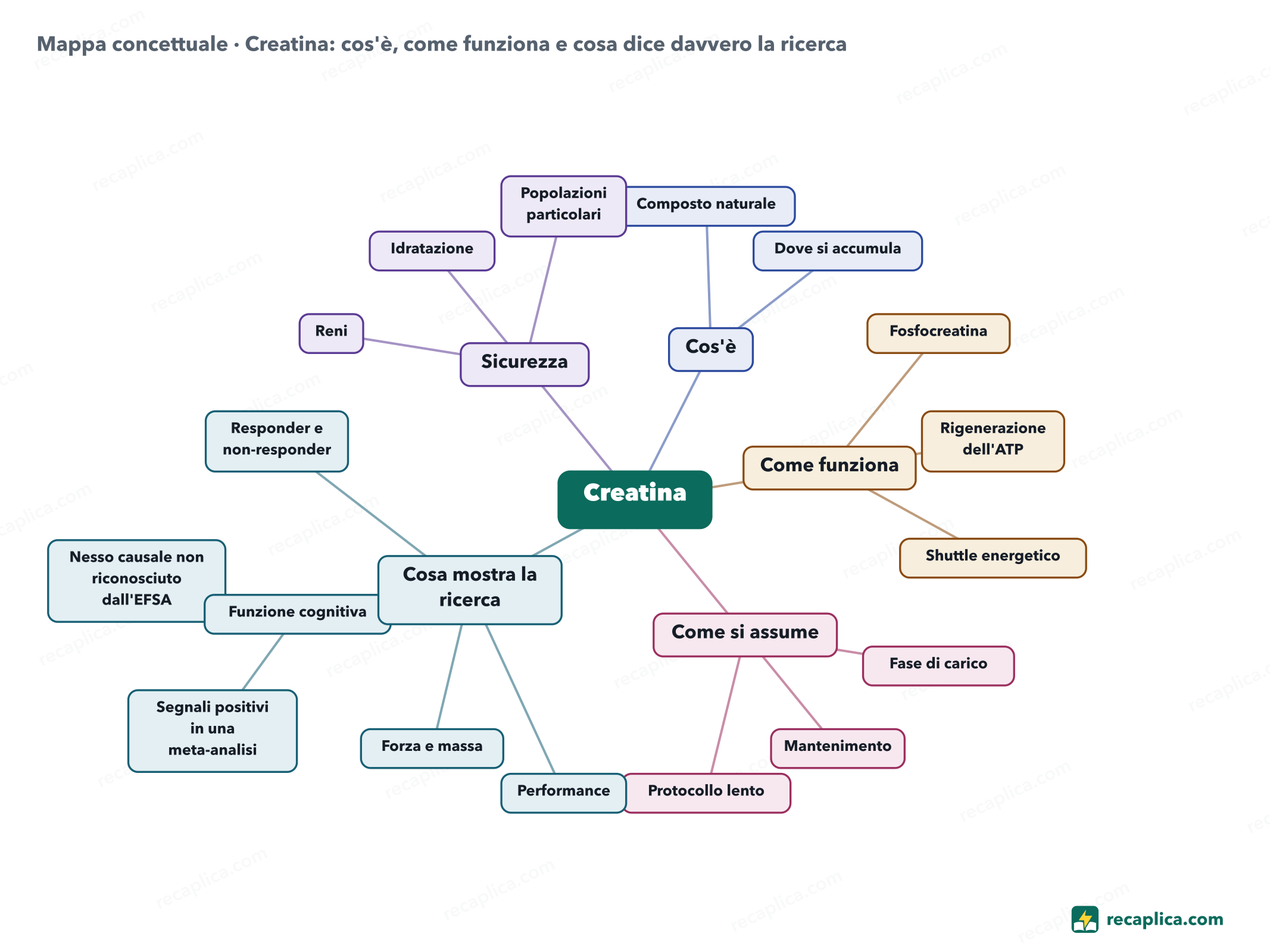 Mappa concettuale: Creatina: cos'è, come funziona e cosa dice davvero la ricerca