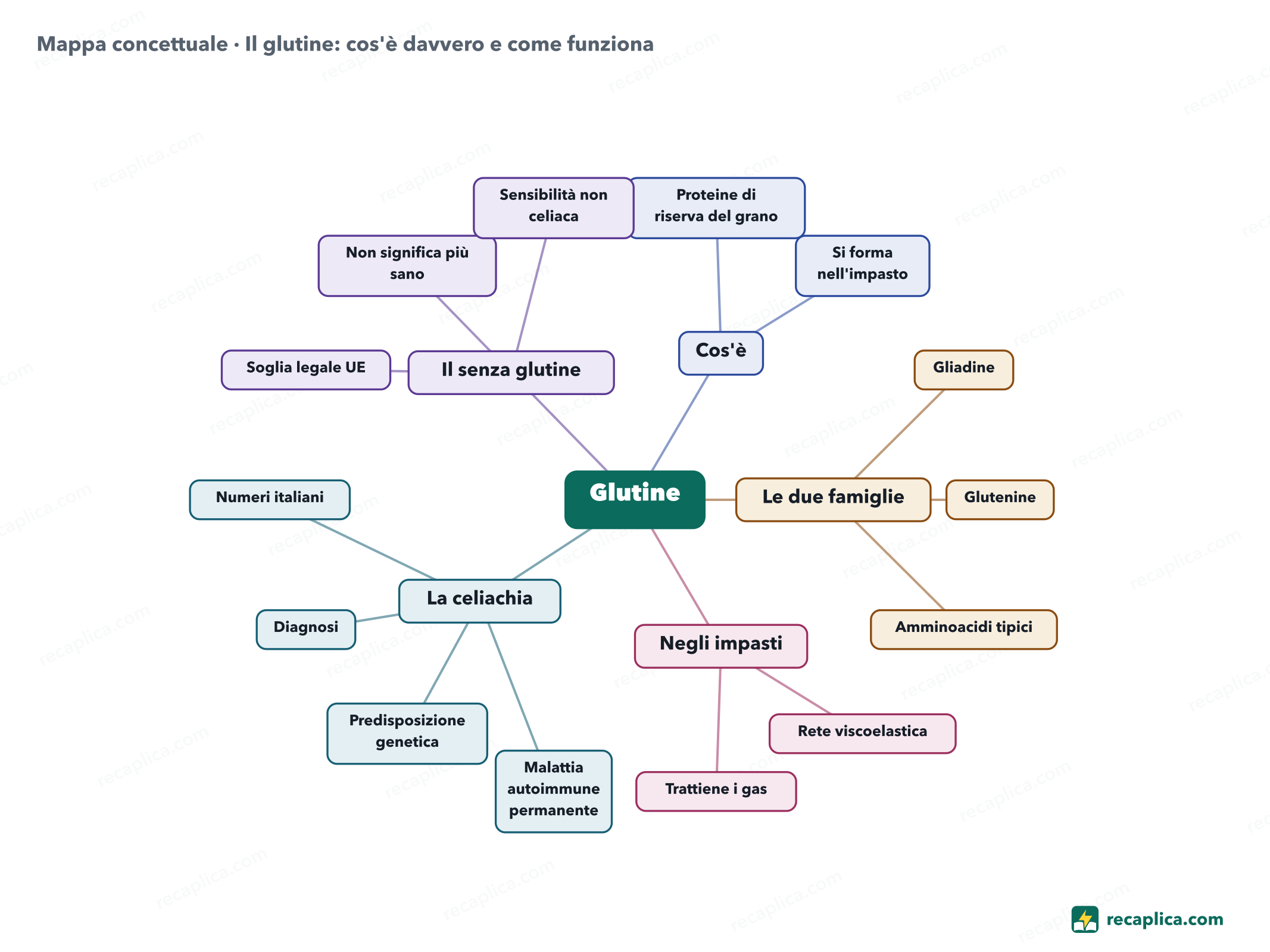 Mappa concettuale: Il glutine: cos'è davvero e come funziona