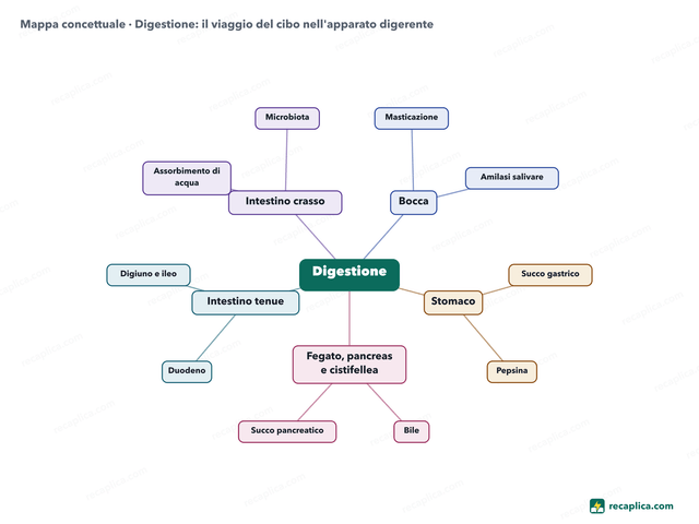 Mappa concettuale: Digestione