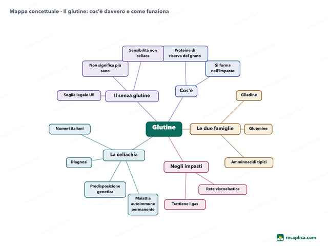 Mappa concettuale: Il glutine