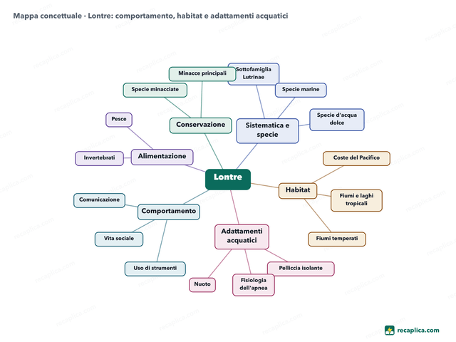 Mappa concettuale: Lontre