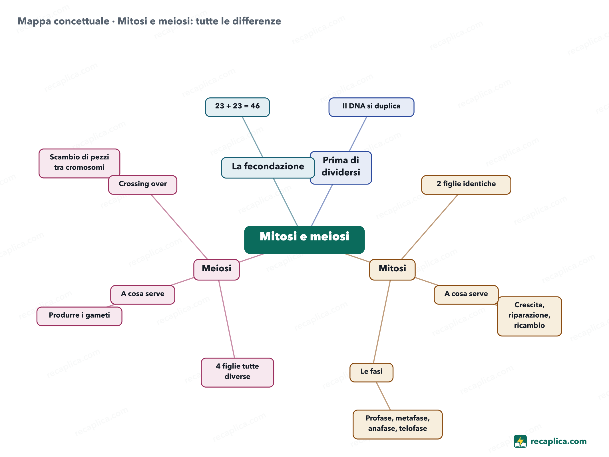 Mappa concettuale: Mitosi e meiosi: tutte le differenze